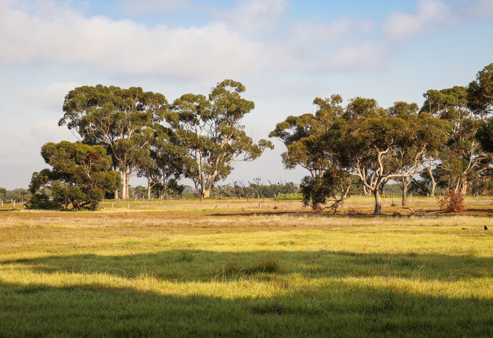 Australian bushland with eucalyptus trees at golden hour